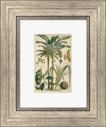 Framed Palm Plate 28 (IP) Print