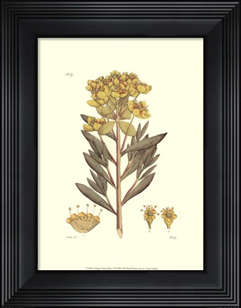 Framed Antique Floral Plate V Print