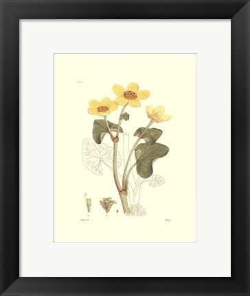 Framed Antique Floral Plate VII Print