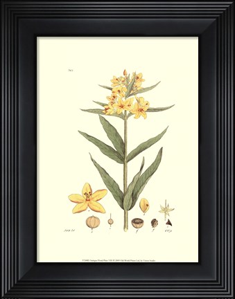 Framed Antique Floral Plate VIII Print