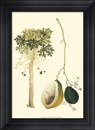Framed Exotic Palms II Print