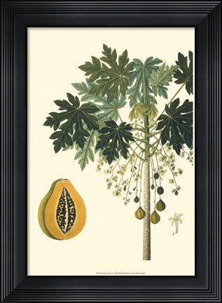 Framed Exotic Palms V Print