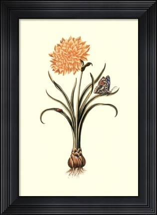 Framed Flora &amp; Fauna III Print