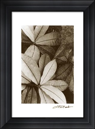 Framed Garden Textures I Print