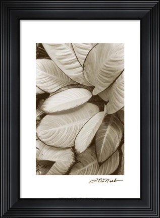 Framed Garden Textures II Print
