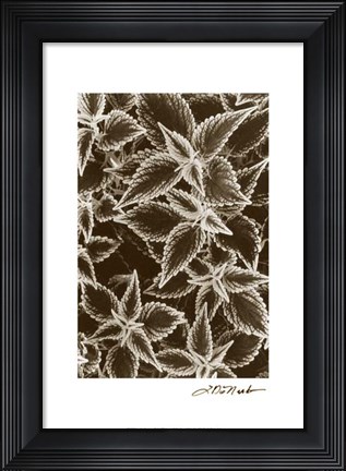 Framed Garden Textures III Print