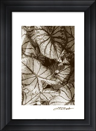 Framed Garden Textures IV Print