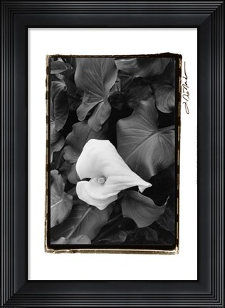Framed Floral Elegance III Print
