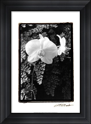 Framed Striking Orchids I Print