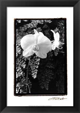 Framed Striking Orchids I Print