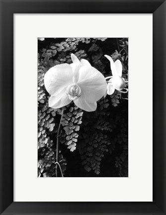 Framed Striking Orchids I Print