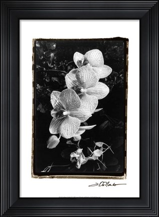 Framed Striking Orchids II Print