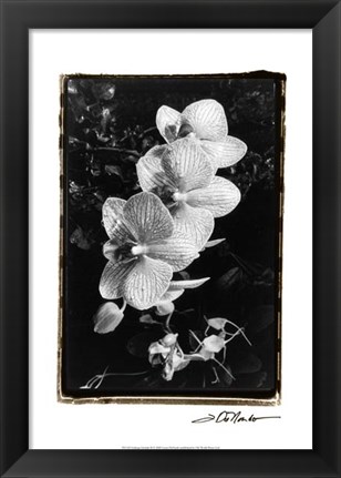 Framed Striking Orchids II Print