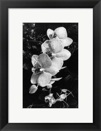 Framed Striking Orchids II Print