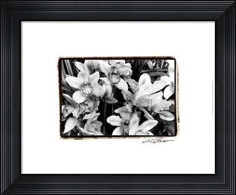Framed Striking Orchids III Print