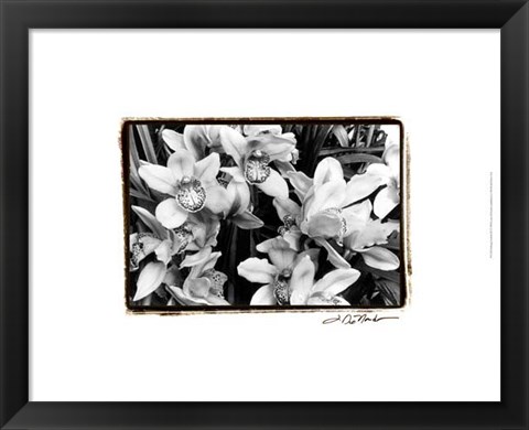 Framed Striking Orchids III Print