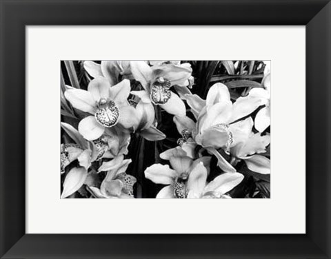 Framed Striking Orchids III Print