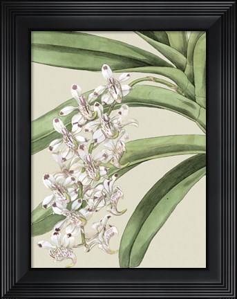 Framed Small Orchid Blooms I (P) Print