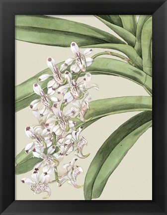 Framed Small Orchid Blooms I (P) Print