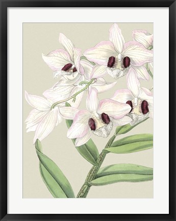 Framed Small Orchid Blooms II (P) Print