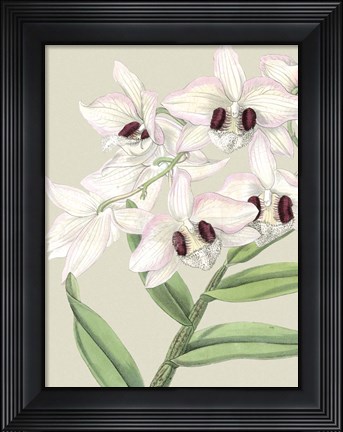 Framed Small Orchid Blooms II (P) Print