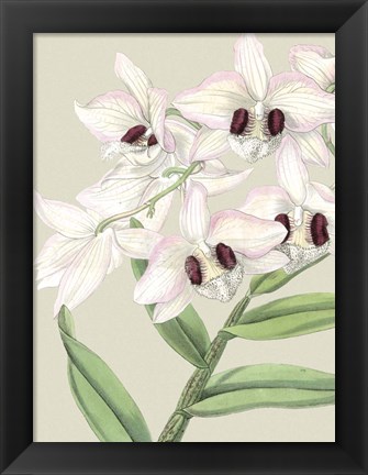 Framed Small Orchid Blooms II (P) Print