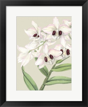 Framed Small Orchid Blooms II (P) Print