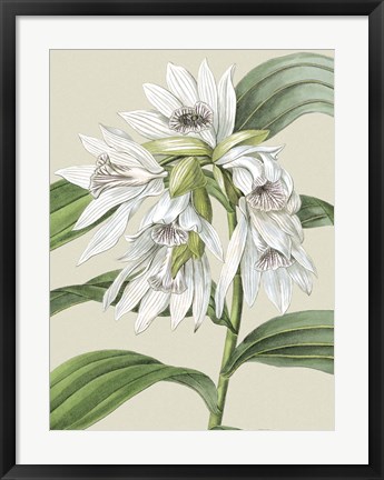 Framed Small Orchid Blooms III (P) Print