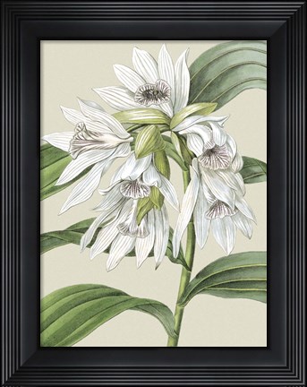 Framed Small Orchid Blooms III (P) Print