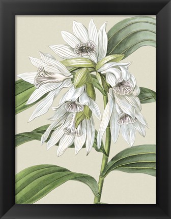 Framed Small Orchid Blooms III (P) Print