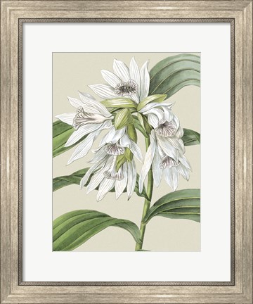 Framed Small Orchid Blooms III (P) Print