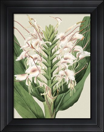Framed Small Orchid Blooms IV (P) Print