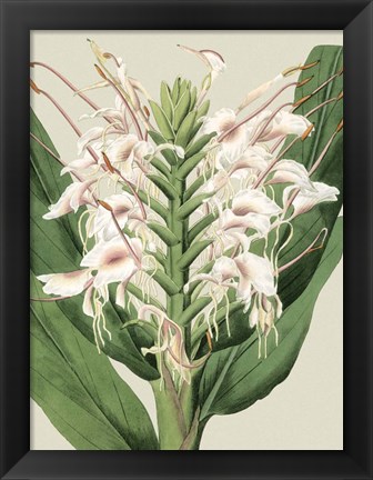 Framed Small Orchid Blooms IV (P) Print