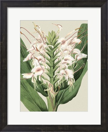 Framed Small Orchid Blooms IV (P) Print