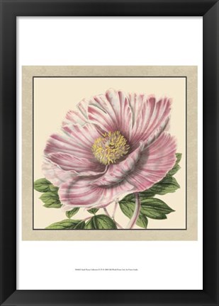 Framed Small Peony Collection II (P) Print