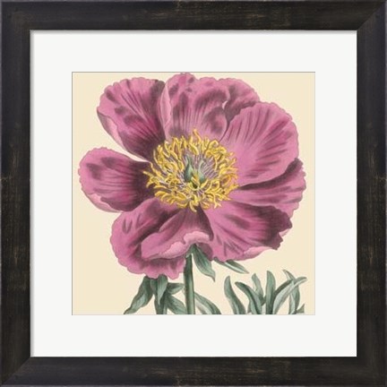 Framed Small Peony Collection III (P) Print