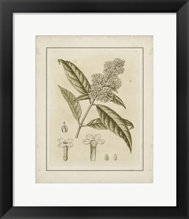 Framed Small Tinted Botanical II (P) Print