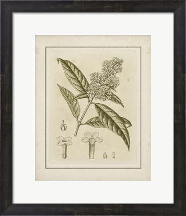 Framed Small Tinted Botanical II (P) Print