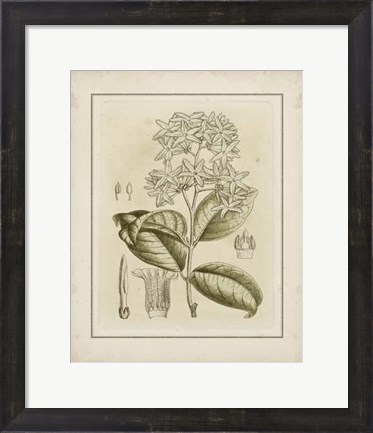 Framed Small Tinted Botanical III (P) Print