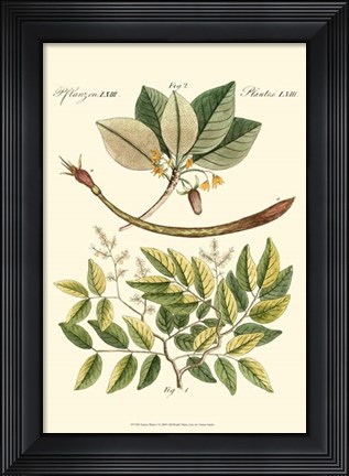 Framed Native Plants I Print