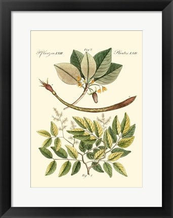 Framed Native Plants I Print
