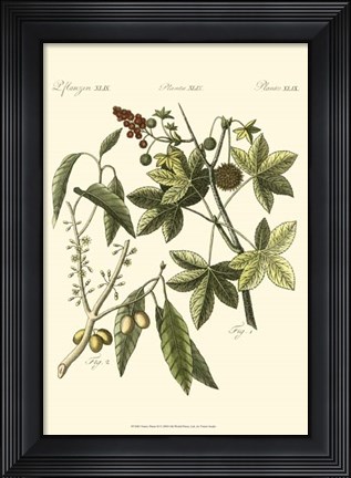 Framed Native Plants II Print