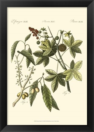 Framed Native Plants II Print