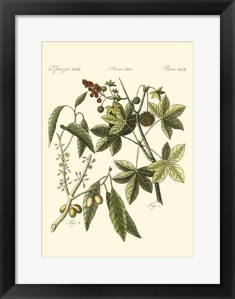 Framed Native Plants II Print