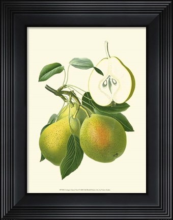 Framed Antique Green Pear Print