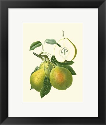 Framed Antique Green Pear Print