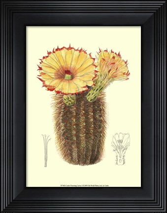 Framed Flowering Cactus I Print