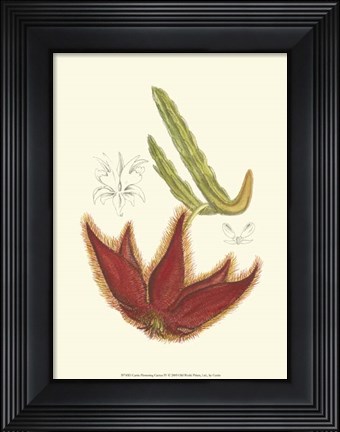 Framed Flowering Cactus IV Print