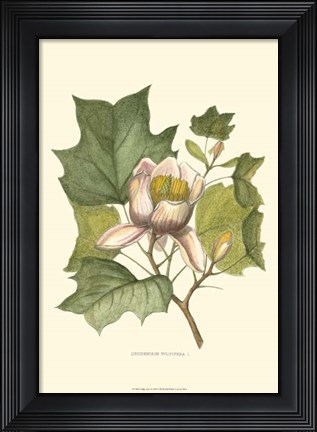 Framed Tulip Tree Print