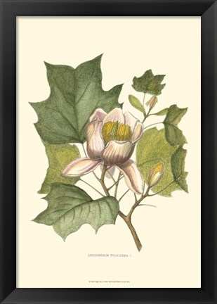 Framed Tulip Tree Print